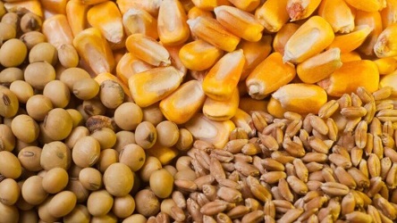 shell-casing-egg-in-package